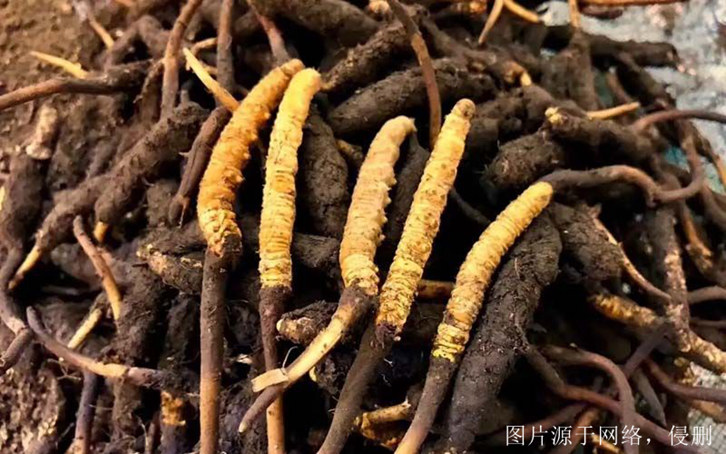 安徽進(jìn)口印度中藥材報關(guān)流程