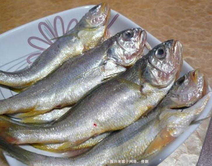 阿根廷冷凍石首魚(yú)進(jìn)口報(bào)關(guān)資料