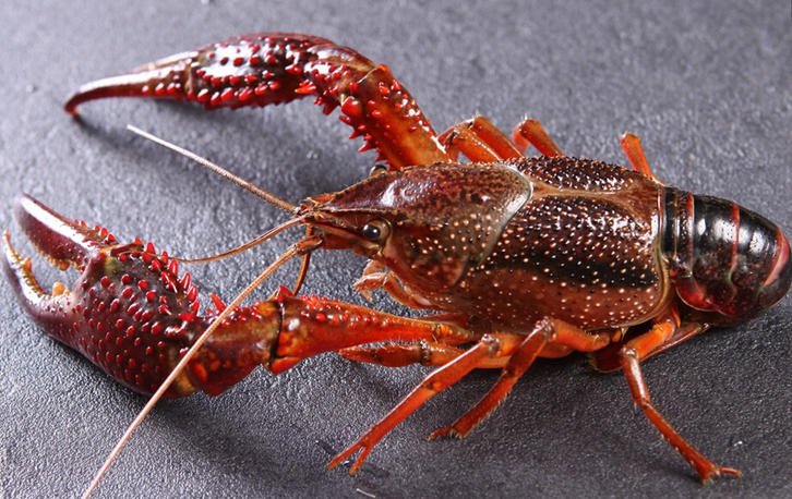 鮮活龍蝦進口報關(guān)流程