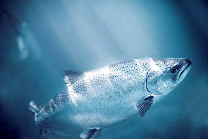 加拿大三文魚(yú)進(jìn)口報(bào)關(guān)資料