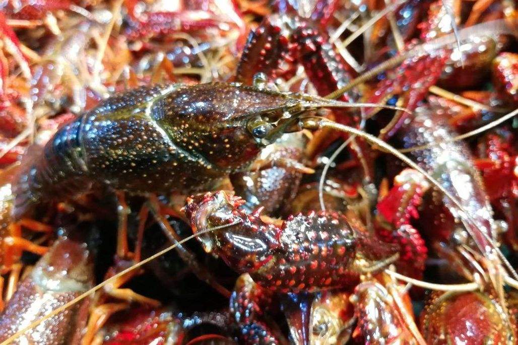 鮮活小龍蝦進(jìn)口清關(guān)