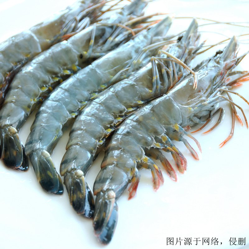 湛江進口南美白對蝦清關流程