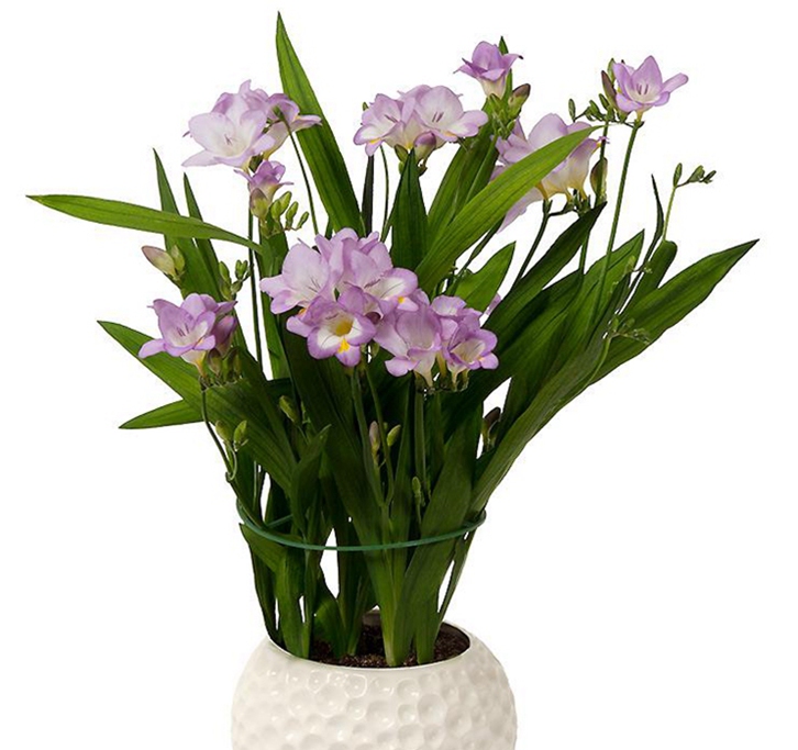 進(jìn)口觀賞植物報(bào)關(guān)資料