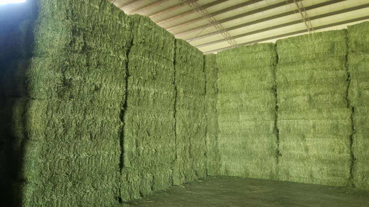 青島進(jìn)口苜蓿草清關(guān)流程