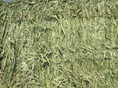 牧草進(jìn)口清關(guān)代理小知識(shí)，超詳細(xì)