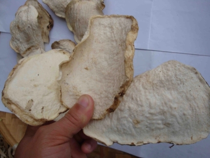 進(jìn)口魔芋干片報(bào)關(guān)報(bào)檢要求-超齊全