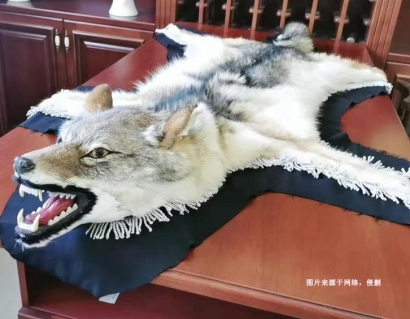 進(jìn)口狼野生動物標(biāo)本報關(guān)資料-瀕危動物制品通關(guān)要點(diǎn)