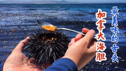 加拿大進口海膽清關費用多少錢？