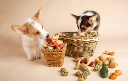 美國貓犬糧進口清關(guān)