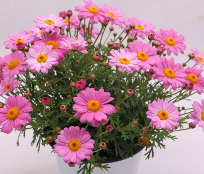 廣州花卉進口報關資料_盆栽植物如何進口清關