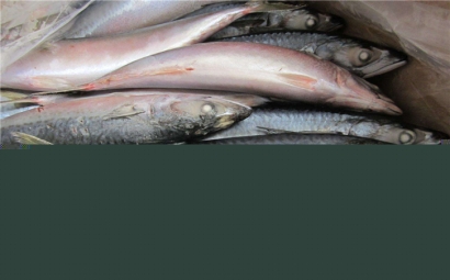 俄羅斯水產品進口報關公司，聯網助你快速通關!