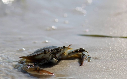 天津青蟹進口清關(guān)代理