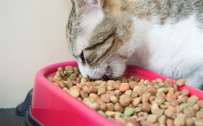 進(jìn)口寵物食品這樣做，寵物食品清關(guān)資料