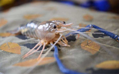 泰國冰鮮蝦進(jìn)口報(bào)關(guān)|進(jìn)口海鮮蝦商檢查什么?