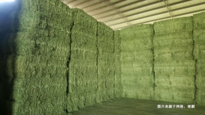 羅馬尼亞苜蓿草進口報關(guān)資料這6樣-飼料進口注意事項