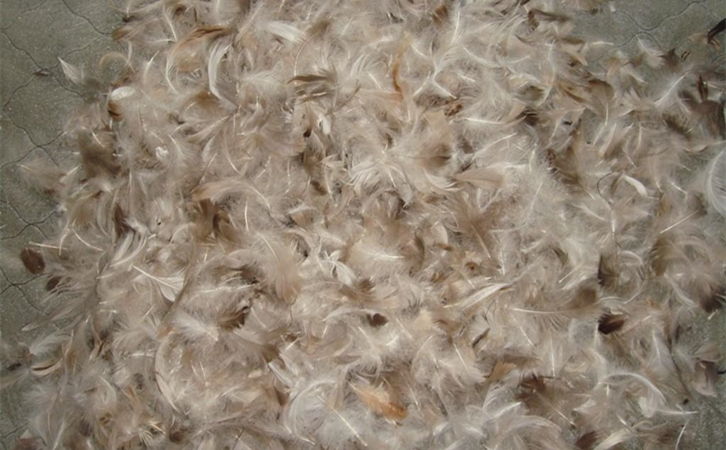 鴨毛進(jìn)口清關(guān)一般貿(mào)易進(jìn)口流程 進(jìn)口鴨毛進(jìn)口清關(guān)